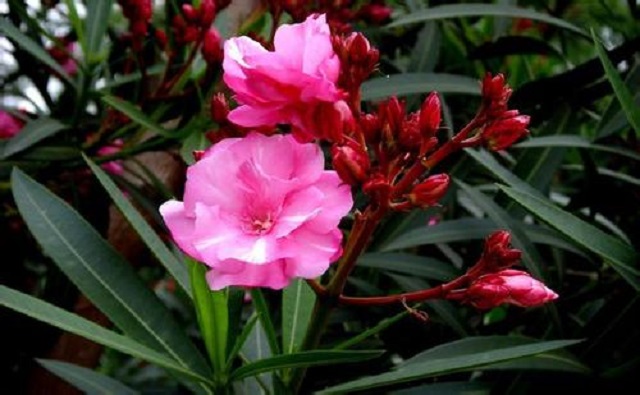 夹竹桃科植物全解析:从美丽观赏到毒性安全,教你如何正确识别与养护 夹竹桃科植物全解析:从美丽观赏到毒性安全,教你如何正确识别与养护