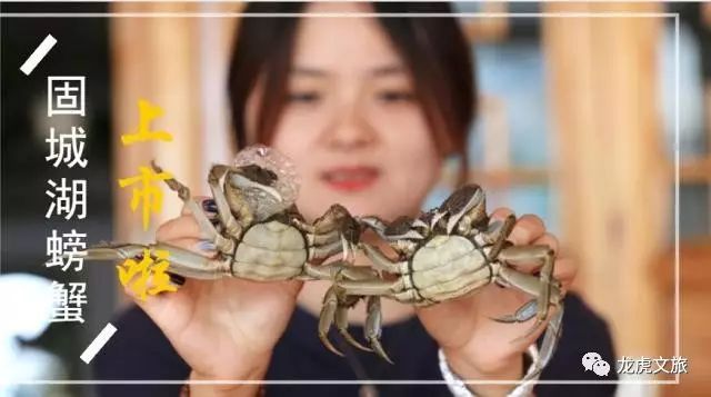 固城湖大闸蟹选购烹饪全攻略:从产地到餐桌的鲜美秘诀 固城湖大闸蟹选购烹饪全攻略:从产地到餐桌的鲜美秘诀