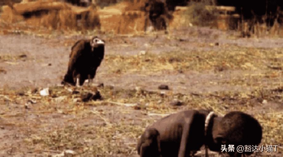 饥饿的苏丹照片背后的真相:凯文·卡特镜头下的道德困境与饥荒根源解析 饥饿的苏丹照片背后的真相:凯文·卡特镜头下的道德困境与饥荒根源解析